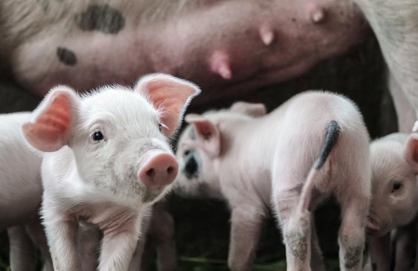 S'engager pour produire dans le respect des animaux et de l'environnement