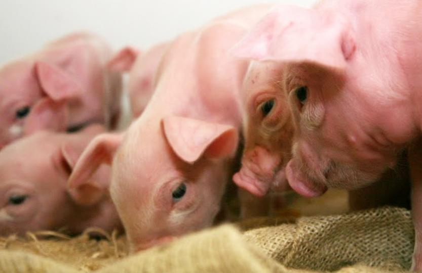 Cooperl groupement d'éleveurs animaux bien-être animal