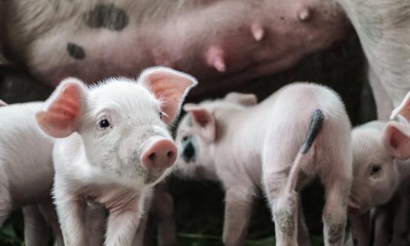 S'engager pour produire dans le respect des animaux et de l'environnement