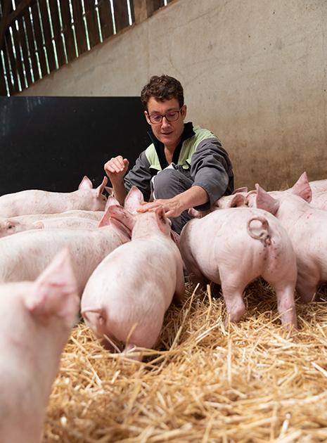 Cars - monter en gamme - éleveur porc sur paille