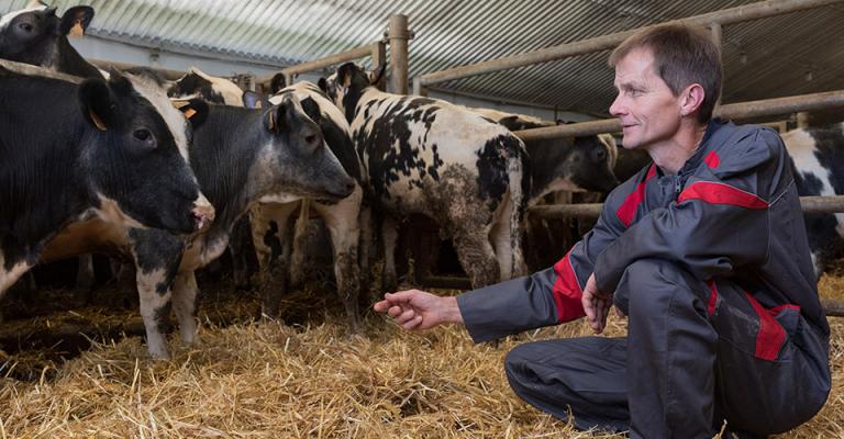 Eleveurs porcs diversification élevage bovins 