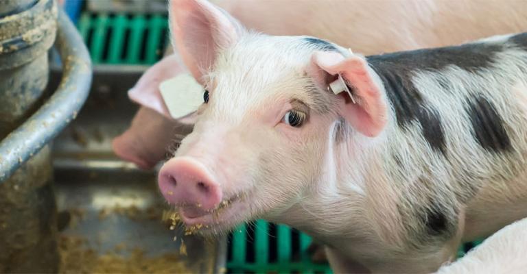 Cooperl Groupement d'éleveurs de porcs