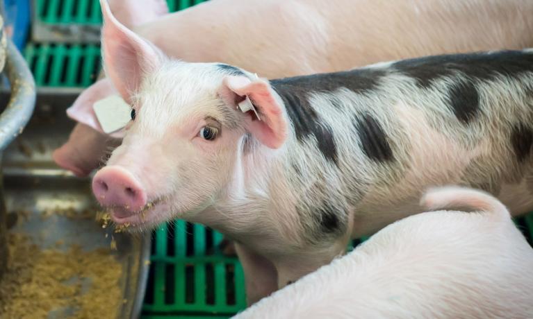 Apporter le bon nutriment, en bonne quantité, au bon animal, au bon moment