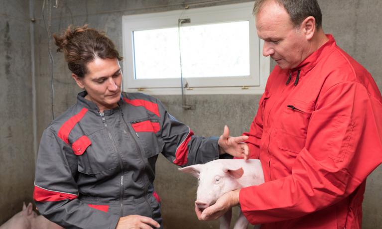 Cooperl groupement d'éleveurs, engagement porc élevé sans antibiotique