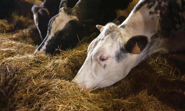 Notre expertise en nutrition animale mise au profit du secteur bovin depuis les années 1990