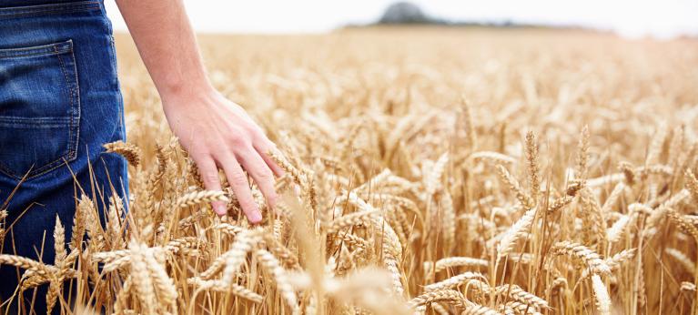 cooperl nutrition aliments blé sans pesticide