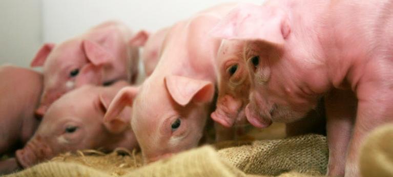 Cooperl groupement d'éleveurs animaux bien-être animal