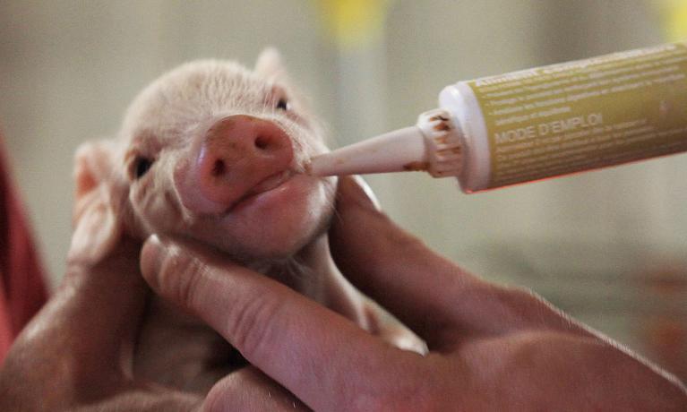 Cooperl groupement d'éleveurs, innovations porc élevé sans antibiotique