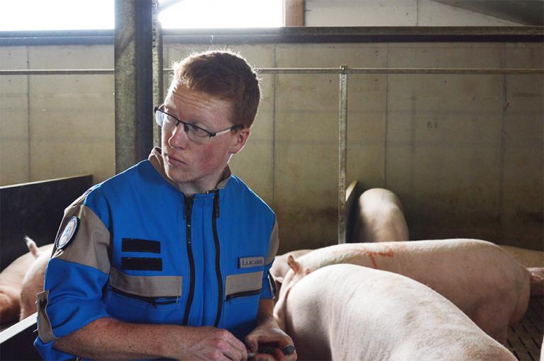 Lucas Jeuneu en élevage porcin