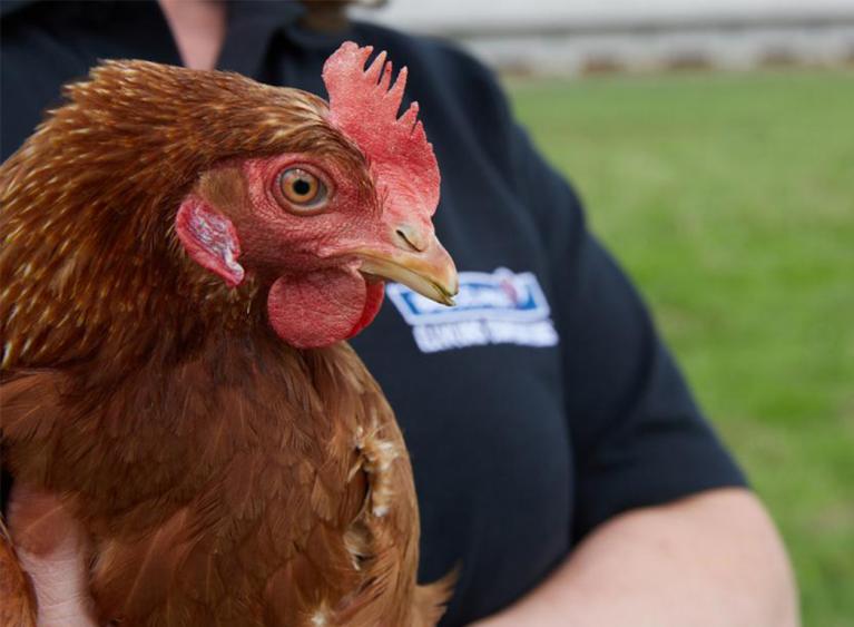 Engagements politique achats oeufs ovoproduits et poulet de chair