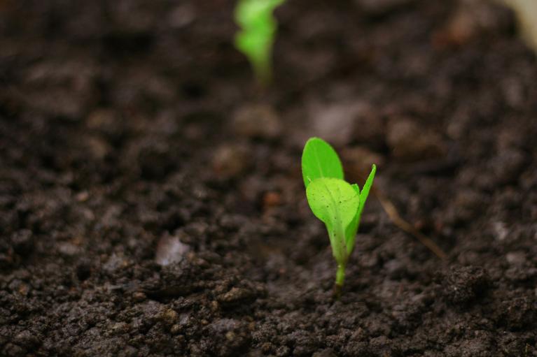 Solutions de biocontrôles et biostimulants