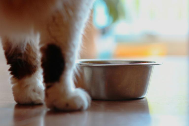 Alimentation pour chiens et chats
